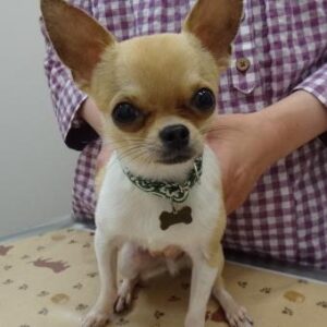 アレキ（チワワ耳介辺縁皮膚症）